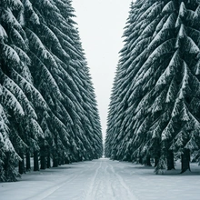 Snow covered Russian forest